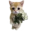 🐈