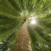 🌴