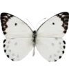 🦋