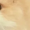 🤩