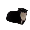 🐱