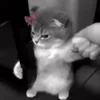 🎀