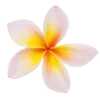 🌼