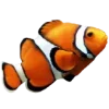 🐠