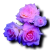 🌺