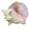 🐚