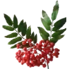 🍒