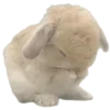 🐇