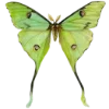 🦋