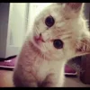 🐱