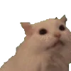 😿