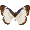 🦋