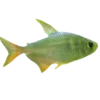 🐟