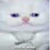 🐁