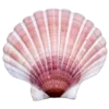 🐚
