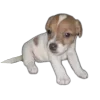 🐶