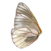🦋