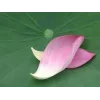 🌸