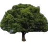 🌳