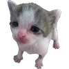 😿