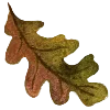 🍂