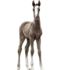 🐎
