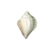 ⚪