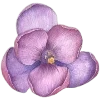 🌸