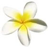 🌼