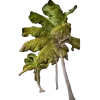 🌴