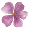 🌺