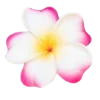 🌸