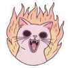 🐱
