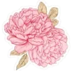 🌺
