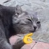 👌