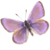 🦋
