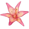 🌸