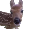🦌