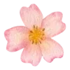 🌺