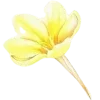 🌼