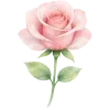 🌹