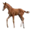🐴