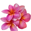 🌸