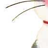 🤍