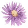 🌸