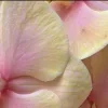🤩