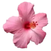 🌺