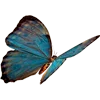 🦋