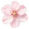 🌸