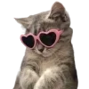 🐱
